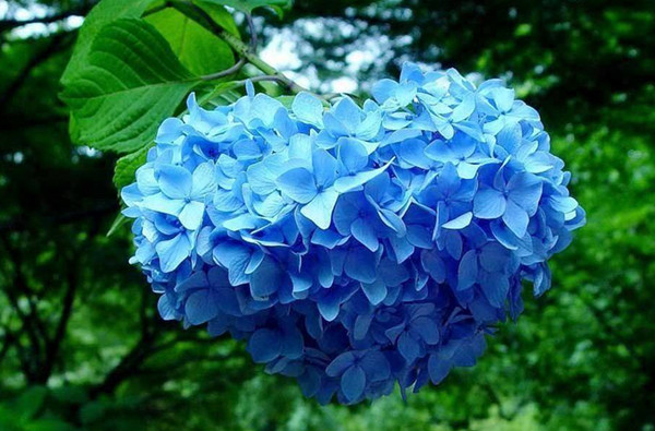 園林景觀之色彩:不同色彩的園林植物代表