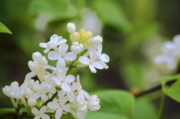 園林景觀之色彩:不同色彩的園林植物代表