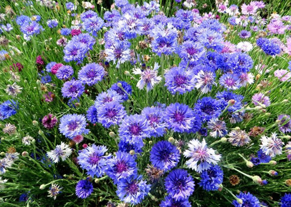 園林景觀之色彩:不同色彩的園林植物代表