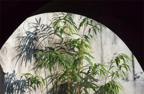 中華園林幽深滄桑之美