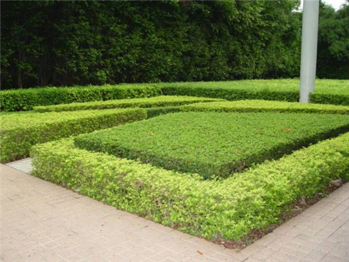 中國(guó)現(xiàn)代園林植物造景進(jìn)階論