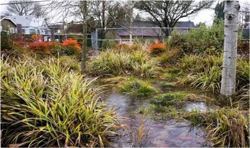 中國現代園林植物造景進階論