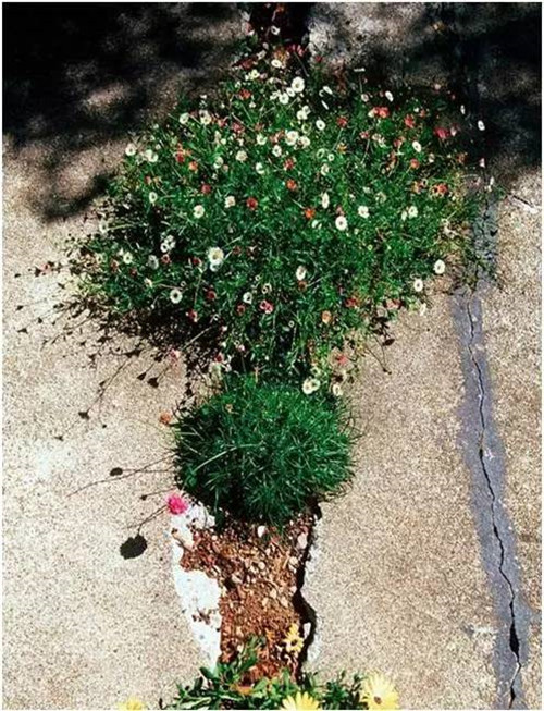 中國現代園林植物造景進階論