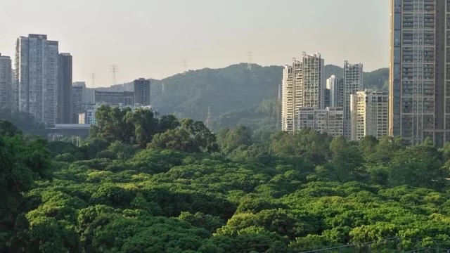 被媒體譽為深圳最美城市公園