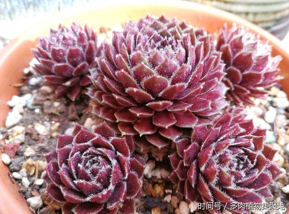 想養(yǎng)好多肉植物需要經(jīng)驗的積累