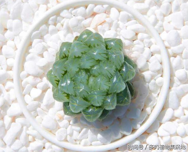 想養(yǎng)好多肉植物需要經(jīng)驗的積累