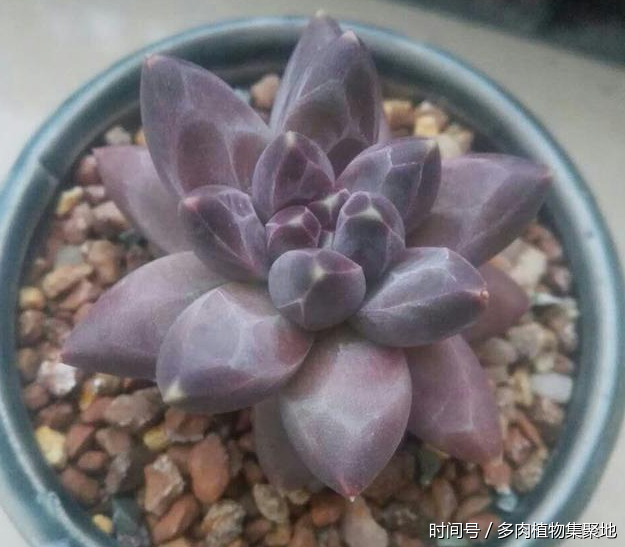 想養(yǎng)好多肉植物需要經(jīng)驗的積累