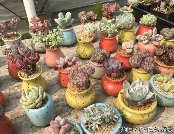 想養(yǎng)好多肉植物需要經(jīng)驗的積累
