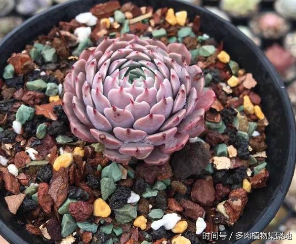 想養(yǎng)好多肉植物需要經(jīng)驗的積累