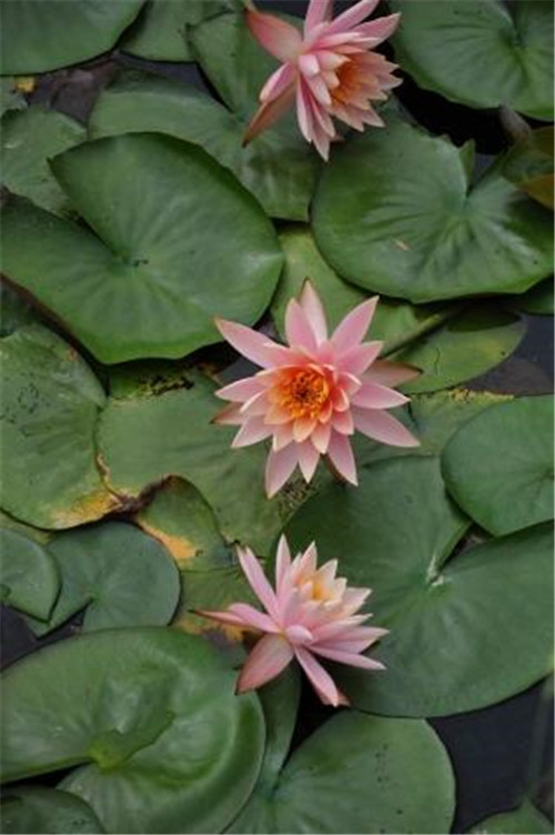 這些花卉中不為人知的親戚關系你知道嗎