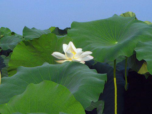 這些花卉中不為人知的親戚關系你知道嗎