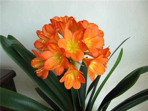 這些花卉中不為人知的親戚關系你知道嗎