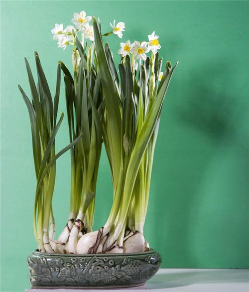 這些花卉中不為人知的親戚關系你知道嗎