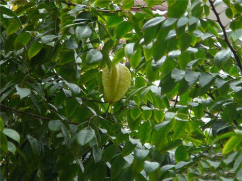 這些花卉中不為人知的親戚關系你知道嗎