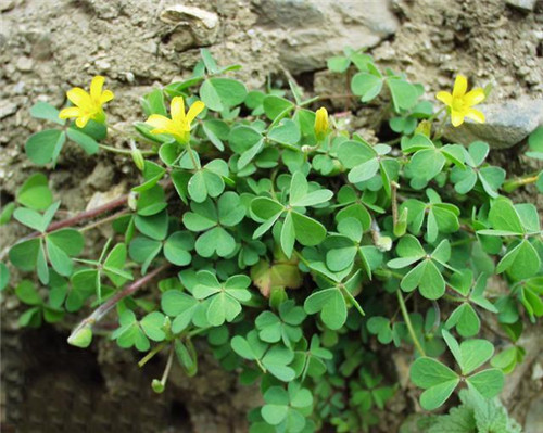 這些花卉中不為人知的親戚關系你知道嗎