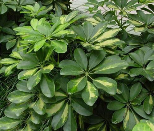 這些花卉中不為人知的親戚關系你知道嗎