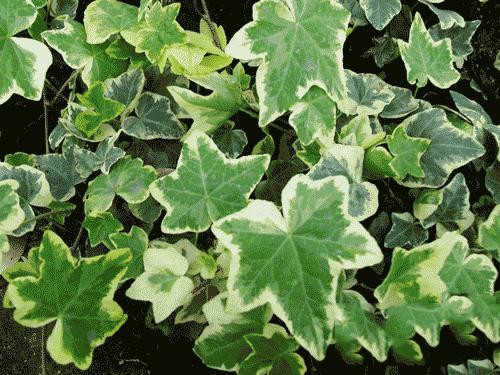 這些花卉中不為人知的親戚關系你知道嗎