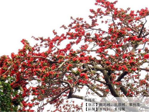 這些花卉中不為人知的親戚關系你知道嗎