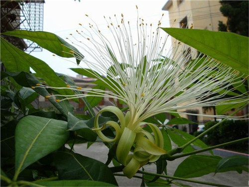 這些花卉中不為人知的親戚關系你知道嗎