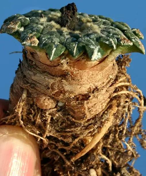 種植仙人掌科多肉植物該用什么土？