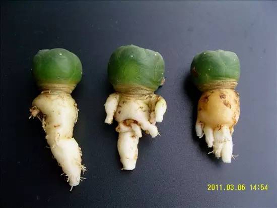 種植仙人掌科多肉植物該用什么土？