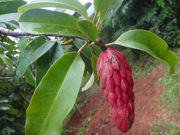 國(guó)家珍稀瀕危、Ⅲ級(jí)保護(hù)植物——紅花木蓮