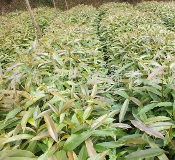 國(guó)家珍稀瀕危、Ⅲ級(jí)保護(hù)植物——紅花木蓮