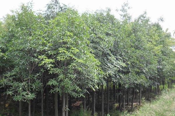 國(guó)家珍稀瀕危、Ⅲ級(jí)保護(hù)植物——紅花木蓮