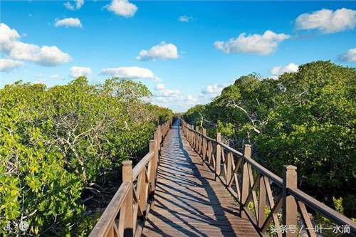 紅樹林是什么，為何它那么重要