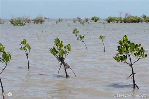 紅樹林是什么，為何它那么重要