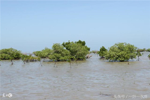 紅樹林是什么，為何它那么重要