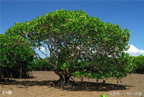 紅樹林是什么，為何它那么重要