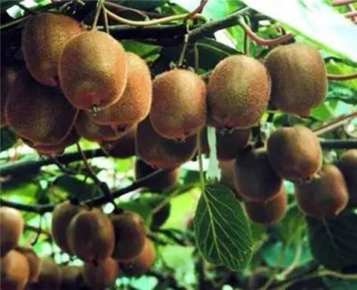 鐘揚:為了“末日方舟”,我在西藏收集種子