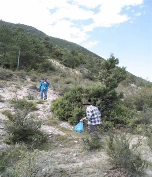 鐘揚:為了“末日方舟”,我在西藏收集種子