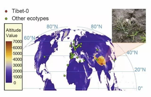 鐘揚：為了“末日方舟”，我在西藏收集種子