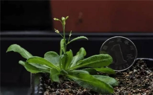 鐘揚：為了“末日方舟”，我在西藏收集種子