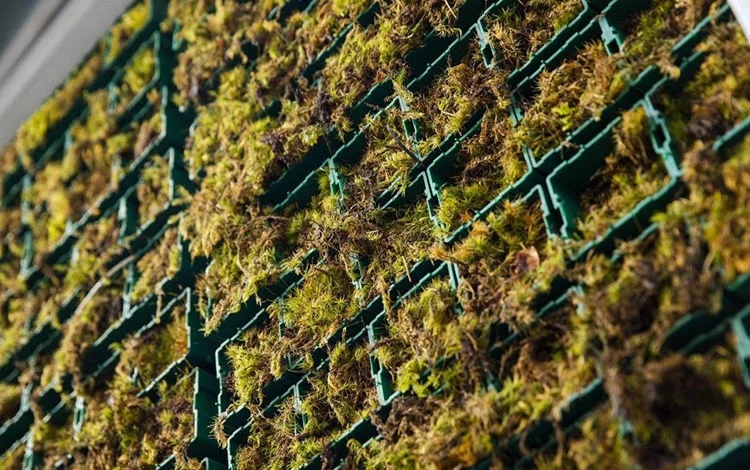 街道上的植物墻,路人會(huì)豎起拇指
