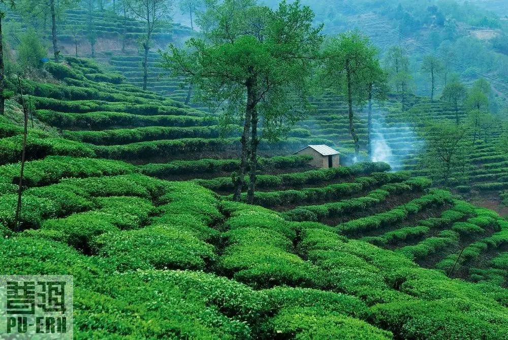 植物王國的誘惑