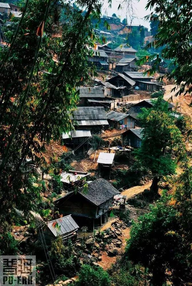 植物王國的誘惑