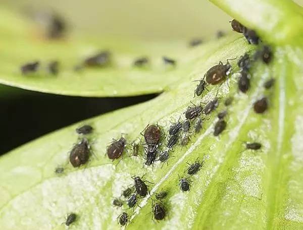 植物生病了怎么判斷?
