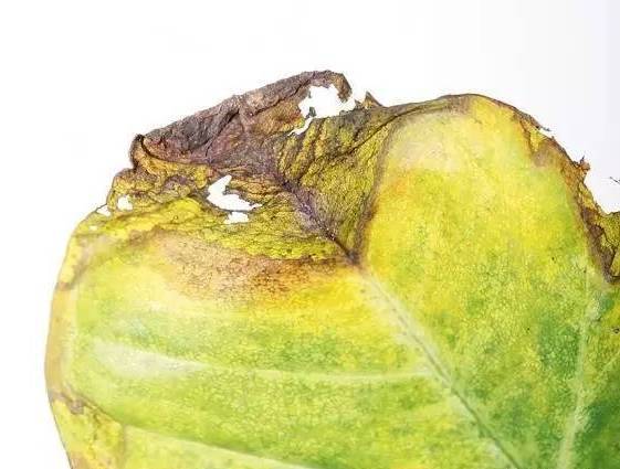 植物生病了怎么判斷?