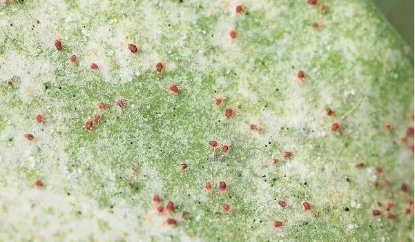 植物生病了怎么判斷?