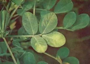 植物生病了怎么判斷?