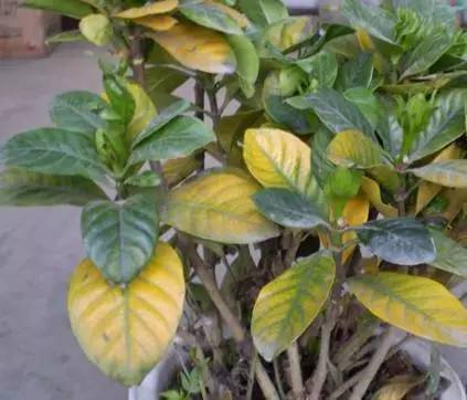 植物生病了怎么判斷?