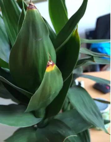 植物生病了怎么判斷?