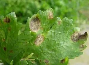 植物生病了怎么判斷?