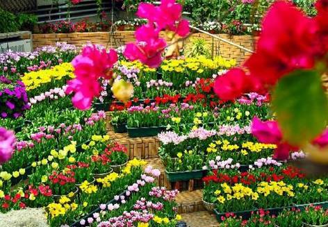 植物生病了怎么判斷?