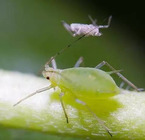 植物生病了怎么判斷?