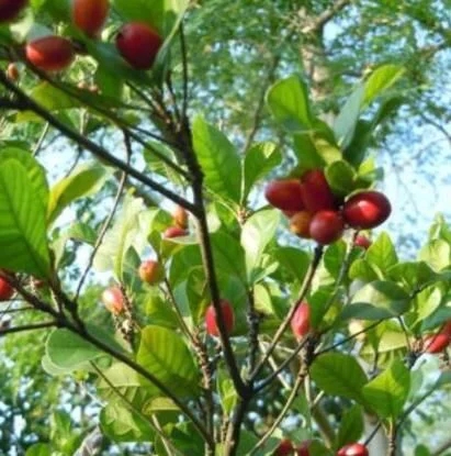 城里人從來都沒見過的，國寶級的珍貴植物