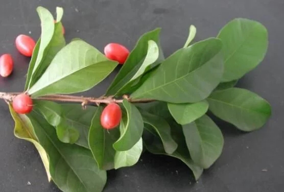 城里人從來都沒見過的，國寶級的珍貴植物